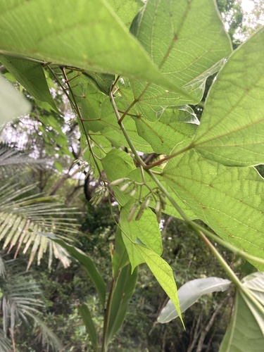 Alangium chinense, photograph 3