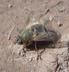 Tachina ursina