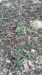 Delphinium alabamicum