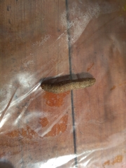 Lepidoptera