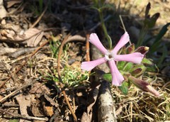 Silene caroliniana