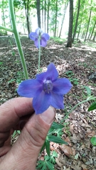 Delphinium alabamicum