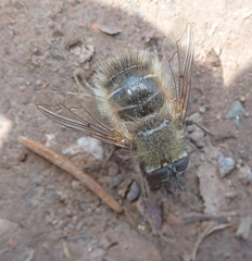 Tachina ursina