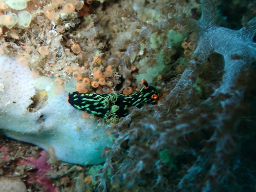 Nembrotha kubaryana
