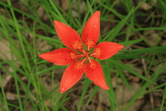 Lilium concolor partheneion