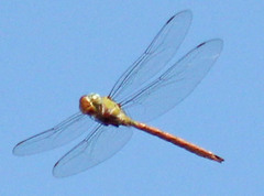 Coryphaeschna diapyra