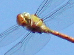 Coryphaeschna diapyra