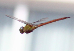 Coryphaeschna diapyra