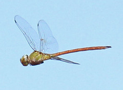 Coryphaeschna diapyra