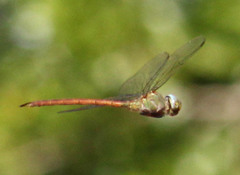 Coryphaeschna diapyra