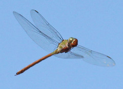 Coryphaeschna diapyra