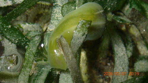 Phanerophthalmus luteus, 2026-05-07