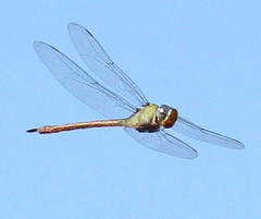 Coryphaeschna diapyra