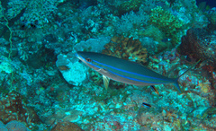 Elagatis bipinnulata