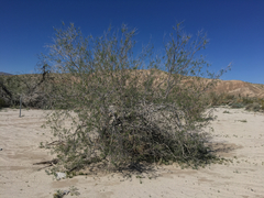 Chilopsis linearis arcuata