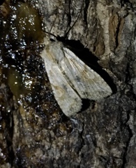 Lithophane bethunei