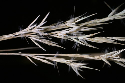 Rytidosperma gracile observed 2026-05-02
