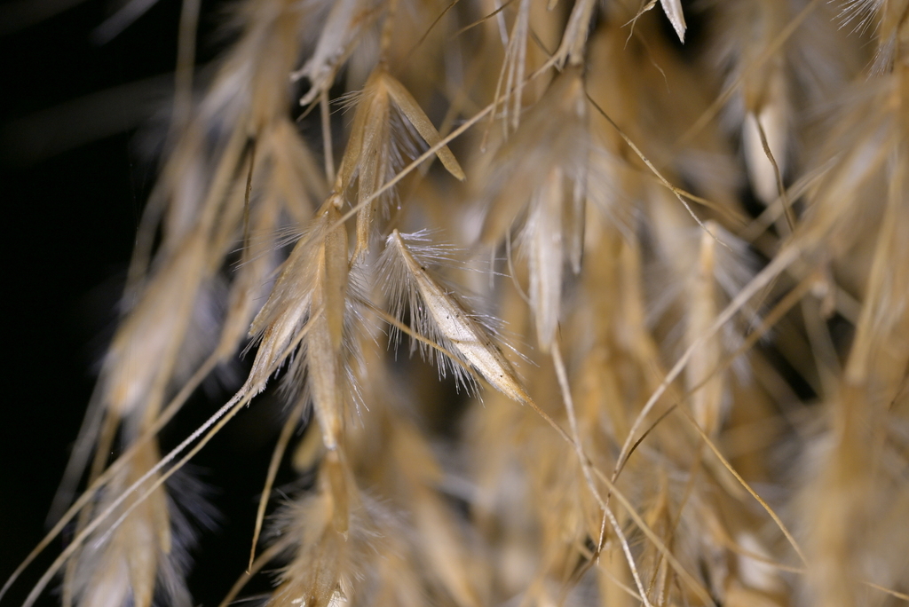 Chionochloa flavicans; photograph (c) Christopher Stephens, some rights reserved (CC BY-SA)