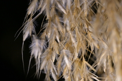 (c) Christopher Stephens, some rights reserved (CC BY-SA) Chionochloa flavicans, photograph (c) Christopher Stephens, some rights reserved (CC BY-SA)