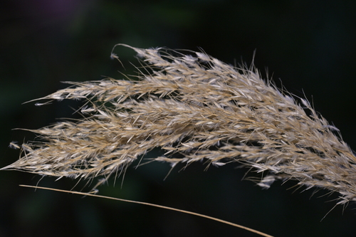Chionochloa flavicans, photograph 5