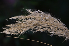 (c) Christopher Stephens, some rights reserved (CC BY-SA) Chionochloa flavicans, photograph (c) Christopher Stephens, some rights reserved (CC BY-SA)