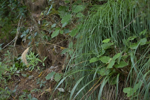 Chionochloa flavicans, photograph 6