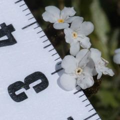 Plagiobothrys canescens