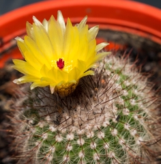 Parodia scopa