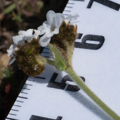 Plagiobothrys canescens