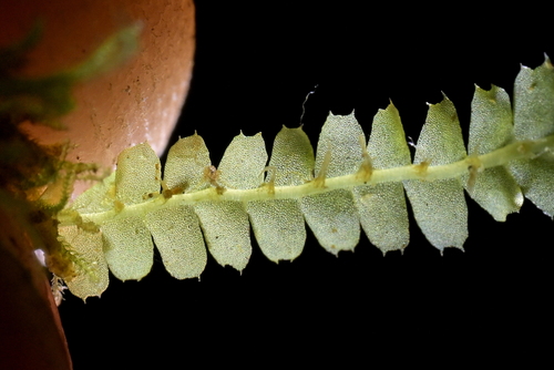Saccogynidium observed 2026-05-02