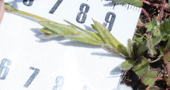 Plagiobothrys canescens