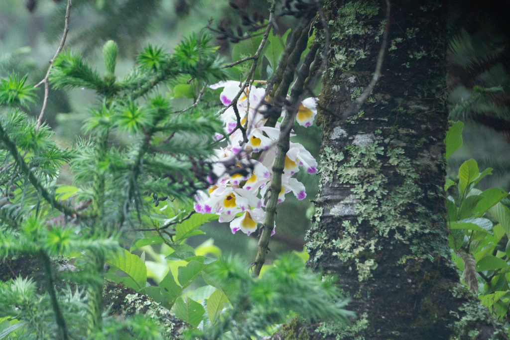 Dendrobium wardianum R.Warner