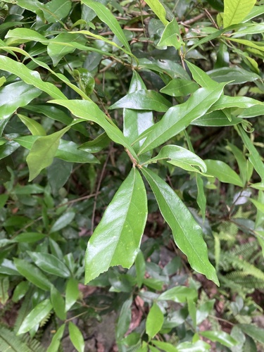 Litsea hypophaea, photograph 4