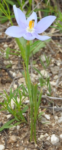 Nemastylis geminiflora, photograph 4