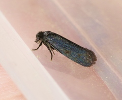 Tegeticula maculata extranea