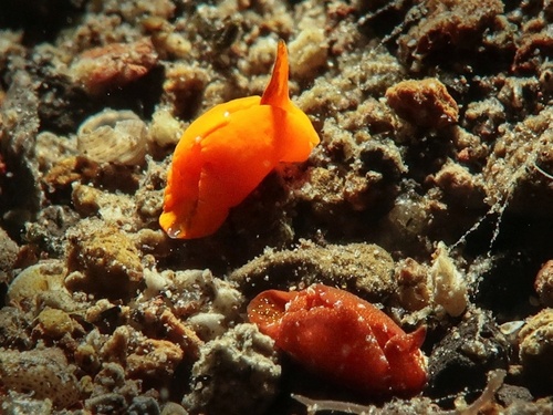 Sagaminopteron pohnpei
