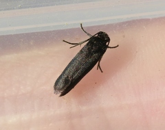 Tegeticula maculata extranea