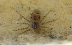 Oecobius maculatus