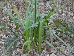 Iris foetidissima