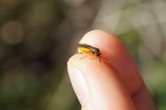 Athalia cordata
