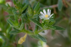 Delosperma ecklonis