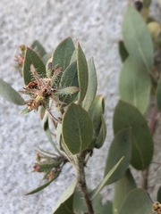 Arctostaphylos pilosula