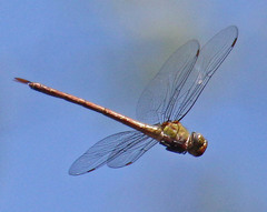 Coryphaeschna diapyra