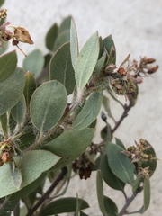 Arctostaphylos pilosula