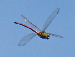 Coryphaeschna diapyra