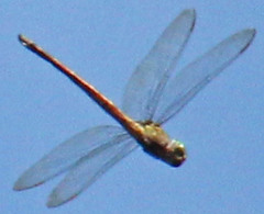 Coryphaeschna diapyra