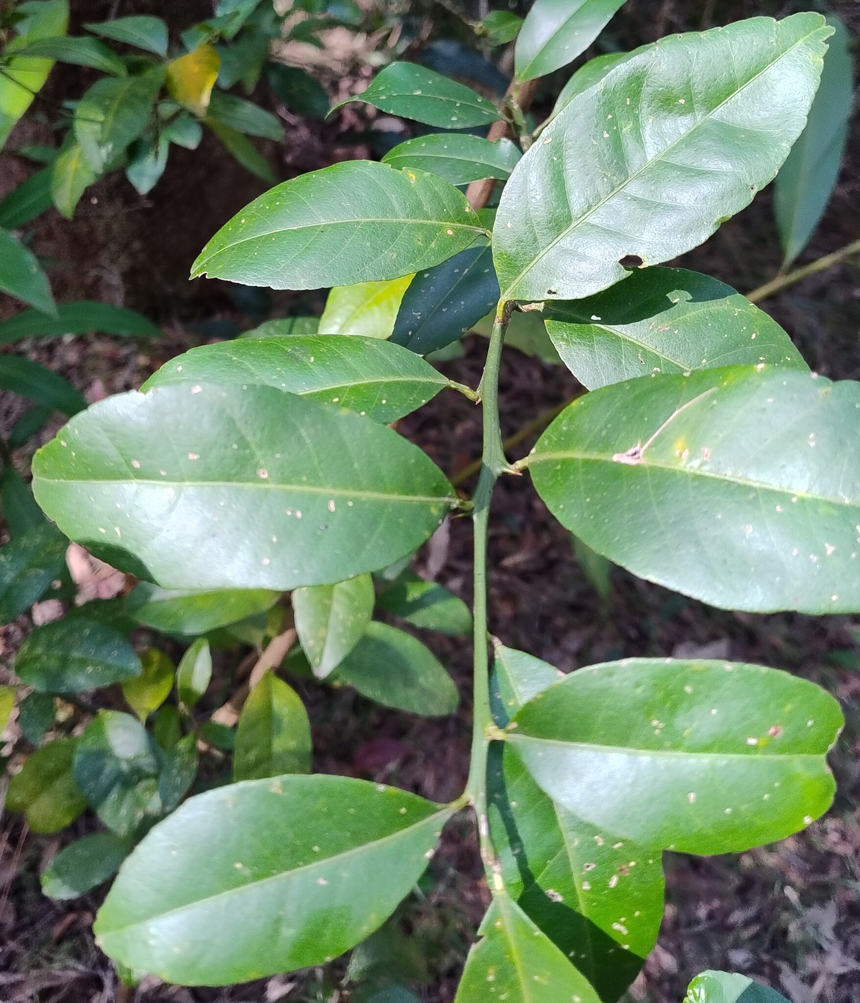 Imagem de Limão Taiti