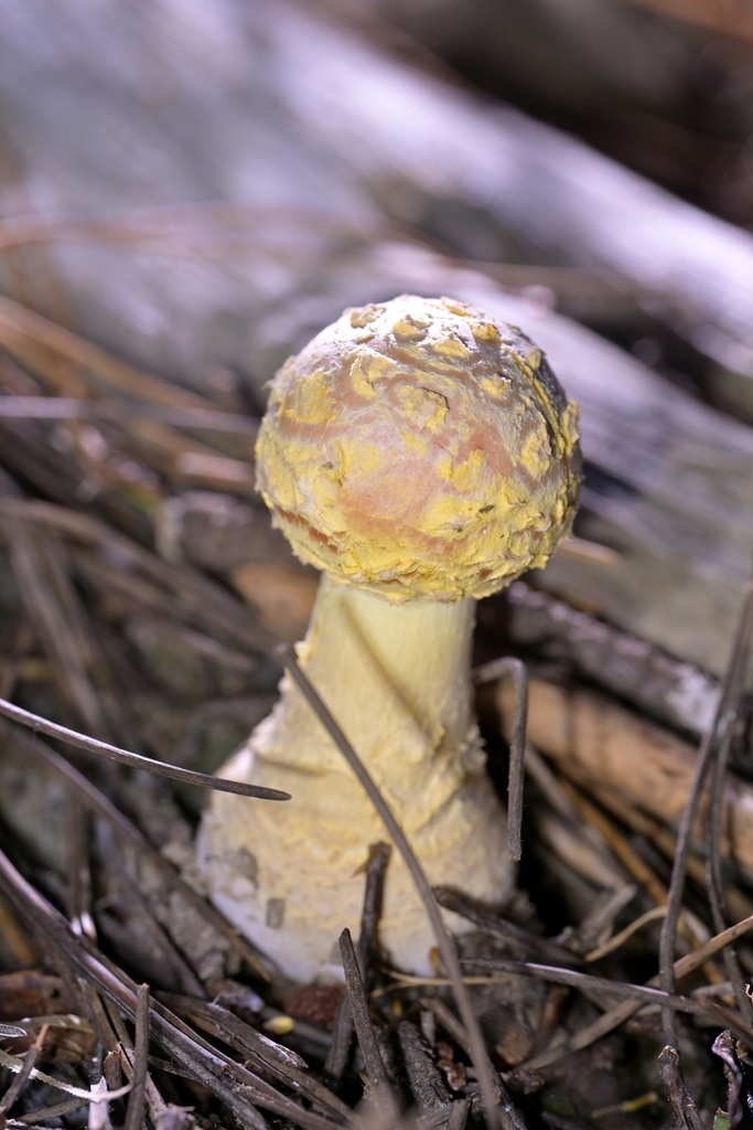 Amanita muscaria · May 2026 · photo: © christopherstephens (iNaturalist, cc-by)
