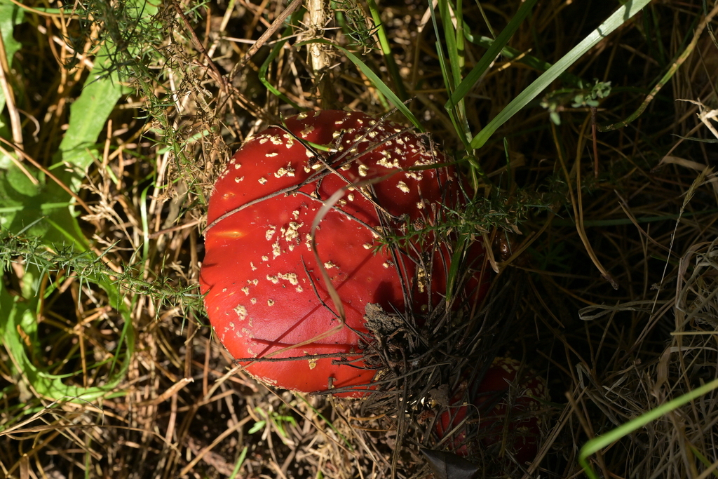 Amanita muscaria · May 2026 · photo: © christopherstephens (iNaturalist, cc-by)