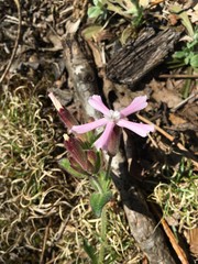 Silene caroliniana